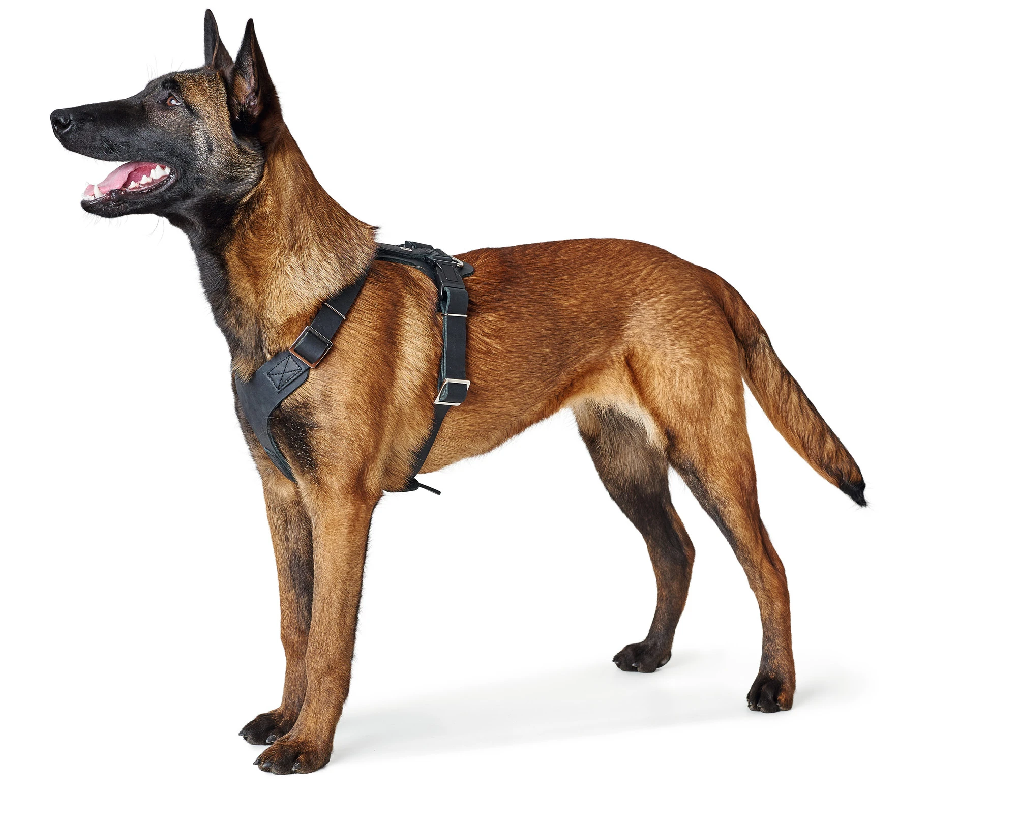 Hunter Hundesele Aalborg Sort S-M/1 - 44-56 cm bryst/hals